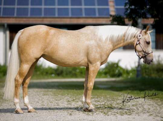 Quarter Horse