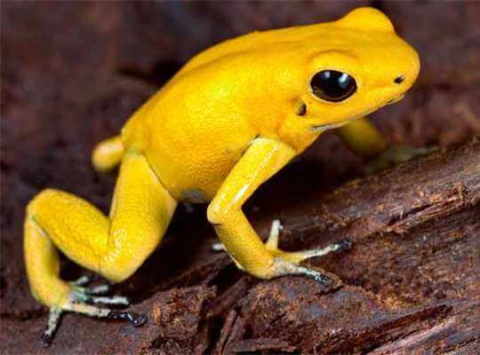 Golden Poison Frog