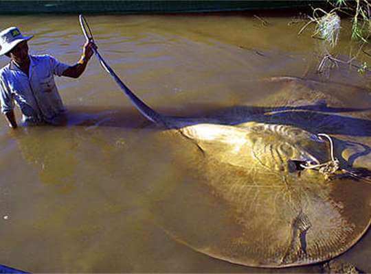 how big is the smallest animal in the world