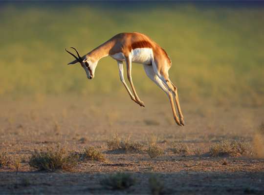 Springbok
