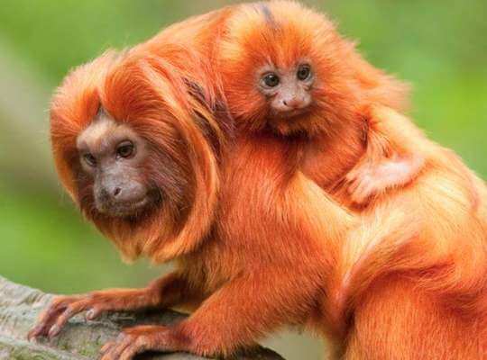 Golden Lion Tamarin