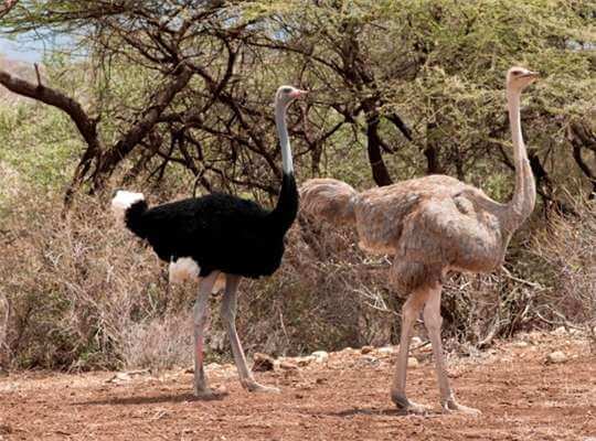 List of Species that Are Endangered