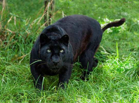 √ 21 Fun Facts about Black Panther the Animal [Interesting and Amazing]