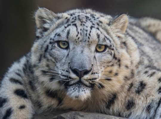 interesting facts snow leopard
