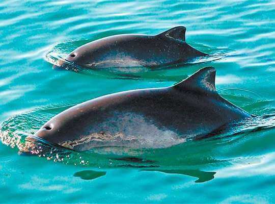 Vaquita