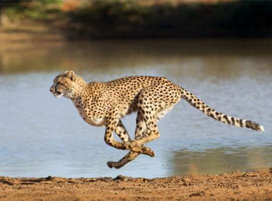 are cheetahs the fastest animal in the world