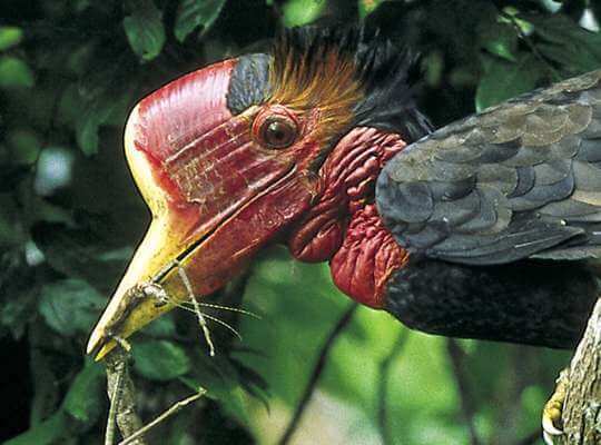 Helmeted Hornbill
