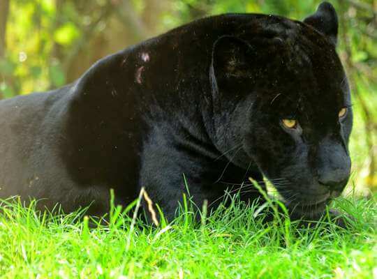 √ 21 Fun Facts about Black Panther the Animal [Interesting and Amazing]