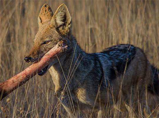 the fastest animal in the whole world