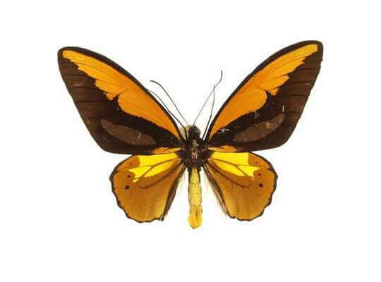 list of endangered animal species