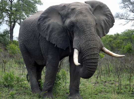 name of big animal