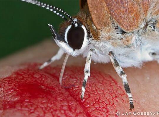 weird facts about animals and insects