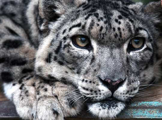 facts about himalayan snow leopard