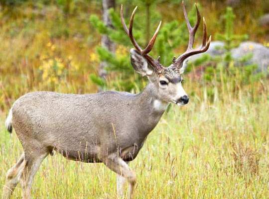 the second fastest animal in the world