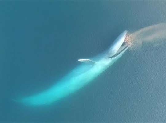 Blue Whale