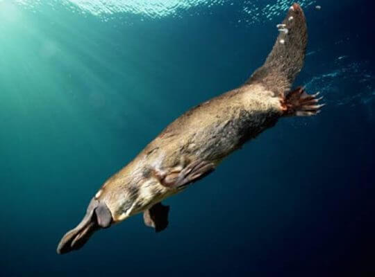 unknown facts about animals