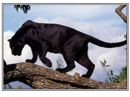 The population of black panther is almost unidentified