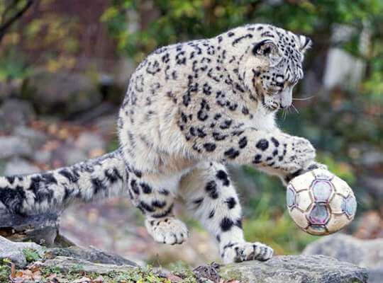 facts about snow leopard