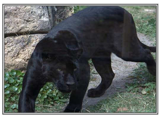 amazing facts about black panther