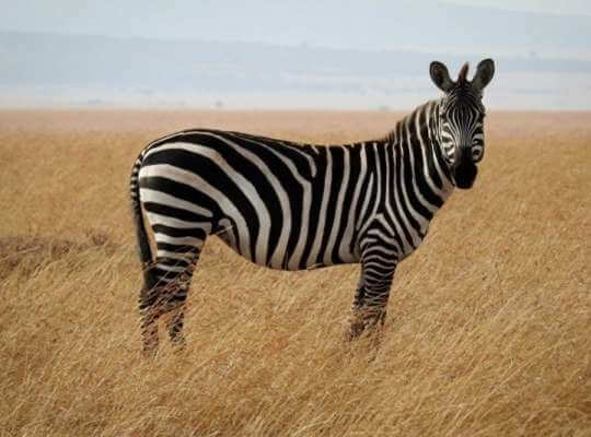 the fastest running animal in the world