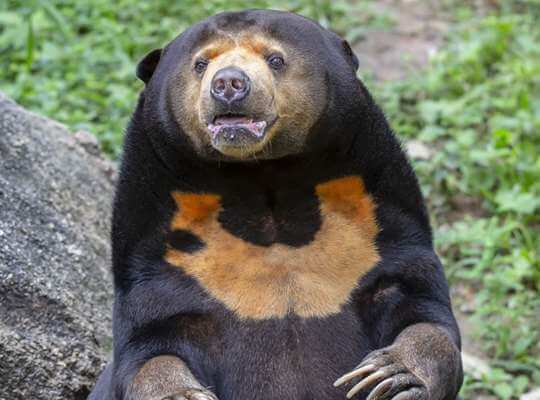 Sun Bear