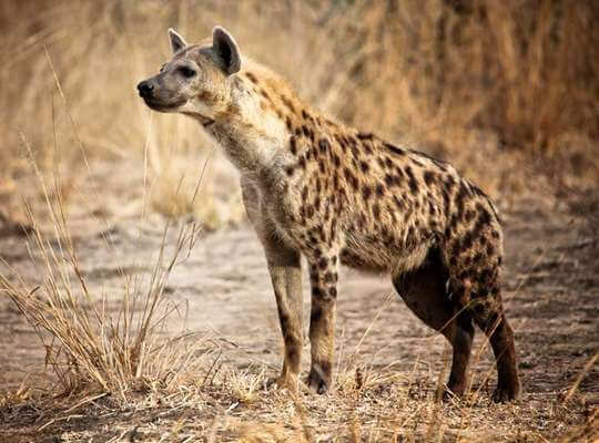 name the fastest animal in the world