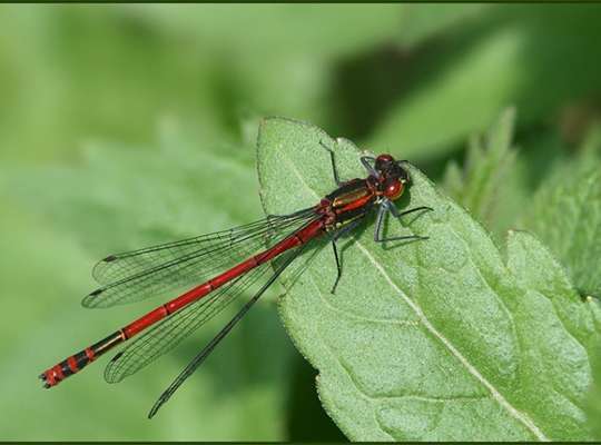 Greek Red Damsel