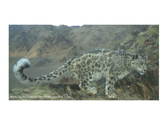 facts about snow leopard cubs