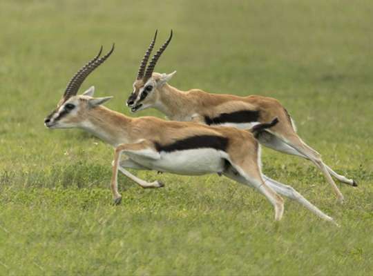 the fastest animal