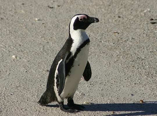list of endangered aquatic species