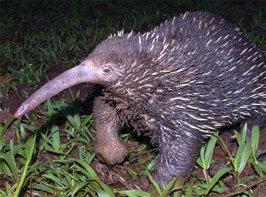 list of endangered species act