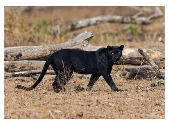 all facts about black panthers