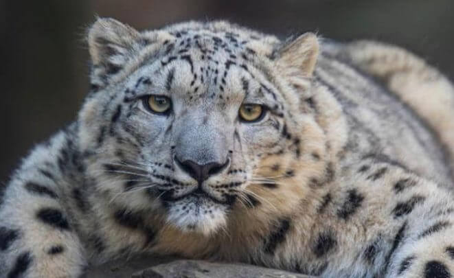 19-fun-facts-about-snow-leopard-interesting-with-leopard-pictures