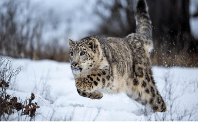 Facts about snow leopard The Prey