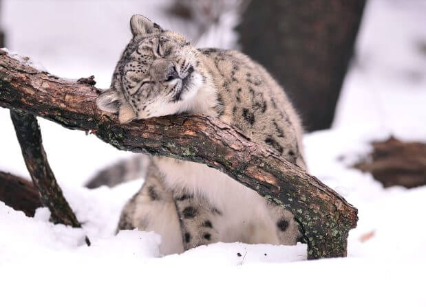 Facts snow leopard Gestation Period