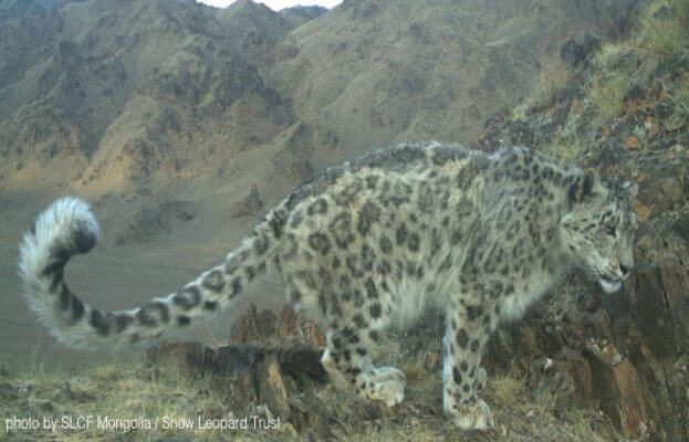 Fun interesting facts snow leopard