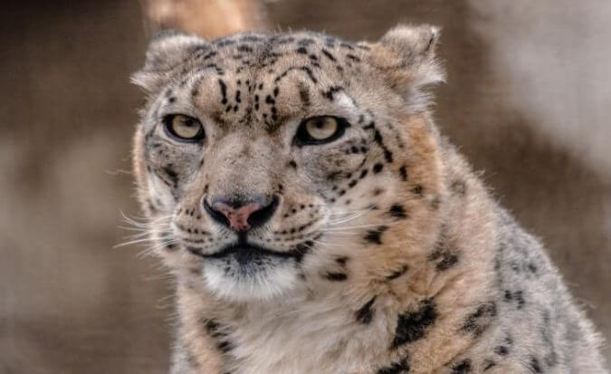 √ 19 Fun Facts about Snow Leopard [Interesting with Leopard Pictures]
