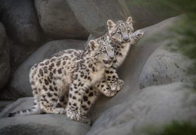 Large Claws Facts Snow Leopard