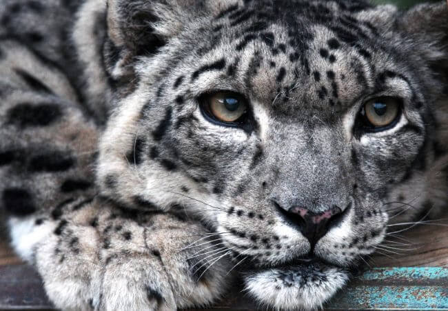 Relate More to Tiger