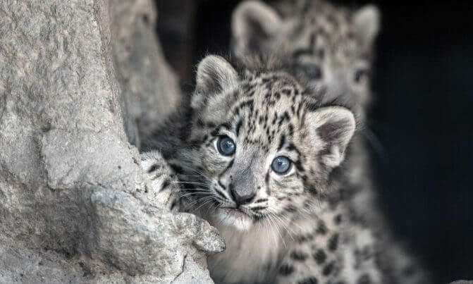 Facts Snow Leopard The Newborns