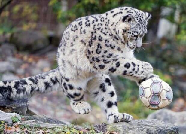 facts about snow leopard