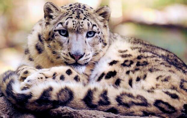 facts of snow leopard