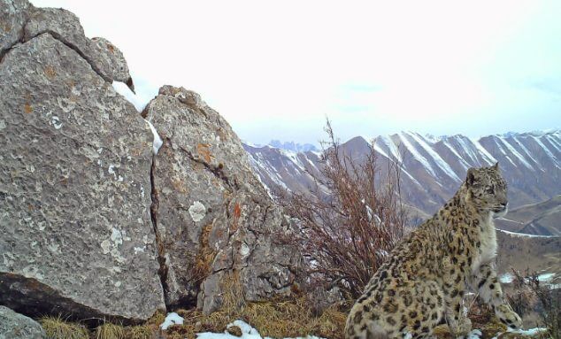 fun facts snow leopards