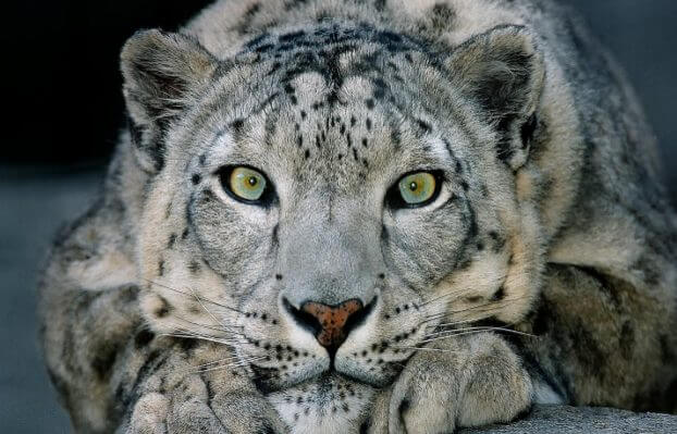 snow leopard interesting facts