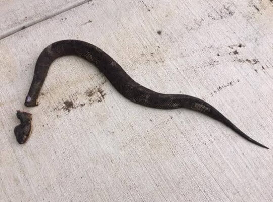 facts of snakes
