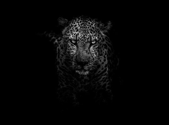 Facts about a Jaguar