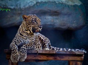 Interesting Facts About a Jaguar