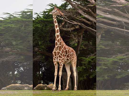 random fun fact about animals