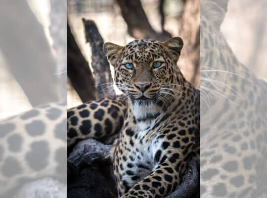 √ 21 Interesting Facts About a Jaguar [Just Fun and Unique Facts]