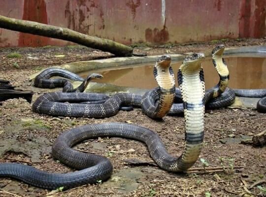 amazing facts of snakes